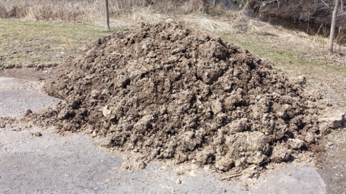 Winton Rain Garden 2014 (13)